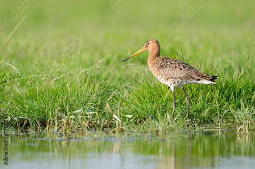 Black-tailed godwit (Limosa limosa) walking near waterside