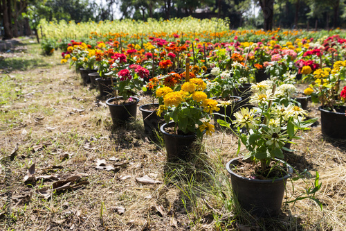 colorful blooming flowers