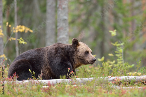Brown bear in the forest, North Karelia, Finland