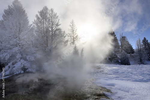 Yellowstone Winter Forest © kojihirano