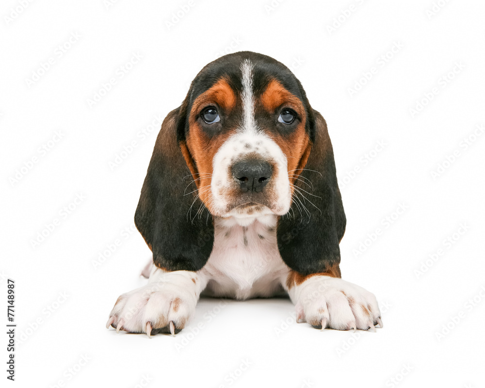 Cute Basset Hound Puppy Looking Forward