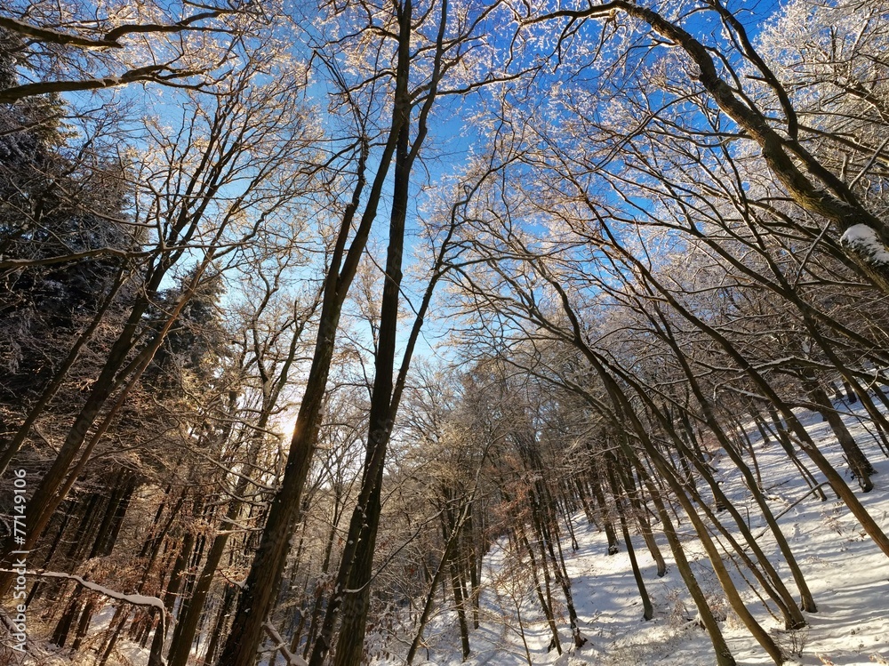 Fototapeta premium Blauer Himmel durch Bäume