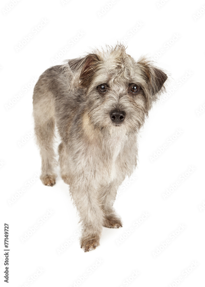 Cute Terrier Dog with Spiked Hair