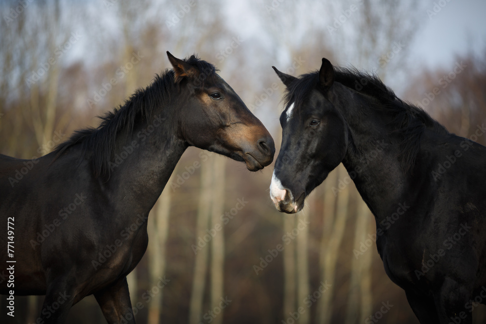 Obraz premium Horses on the meadow