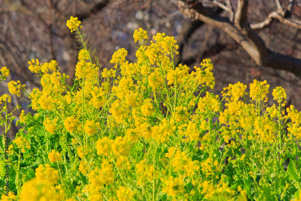 Fototapeta premium Field of Rapseeds