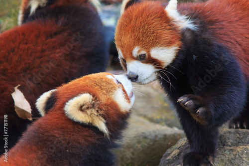 Fotografie Red Panda