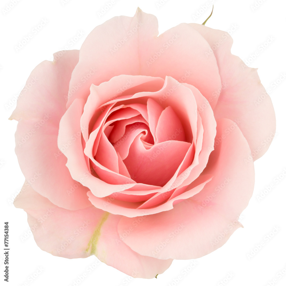 Naklejka premium Różowa róża z bliska, na białym tle