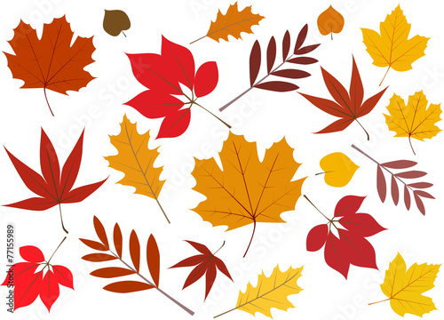 Laubblätter im Herbst
