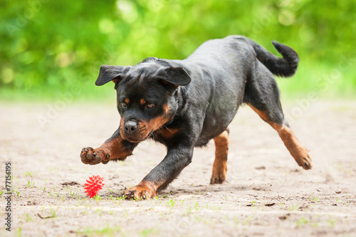Rottweiler dog playing with a ball