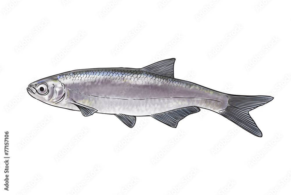 Naklejka premium River fish