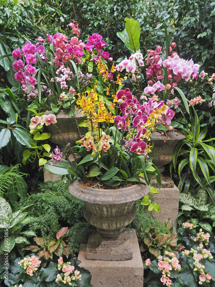 Orchid arrangement in stone vases
