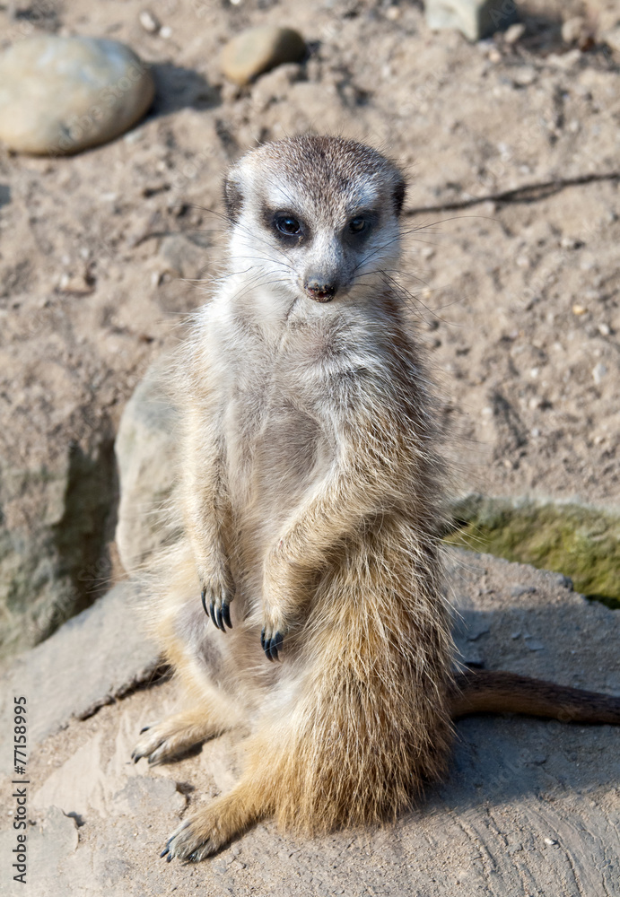 Meerkat or suricate Meerkat or suricate