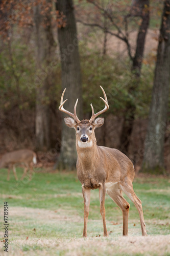 White-tailed deer buck © Tony Campbell