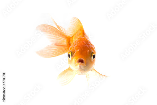 Valokuvatapetti Golden koi fish scared isolated on white background.