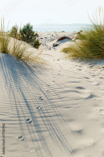 Animal tracks.