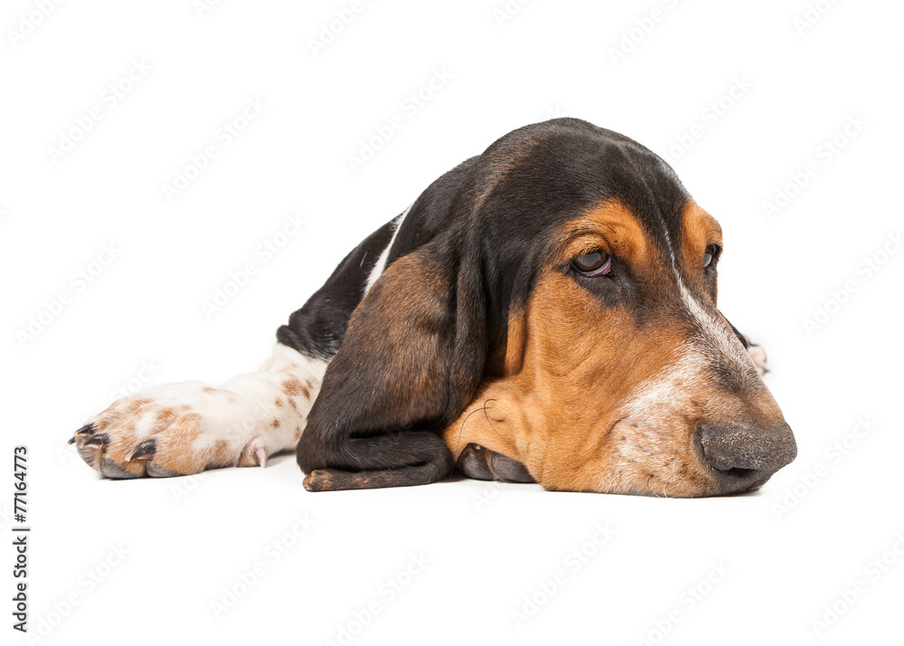Tired Basset Hound Puppy