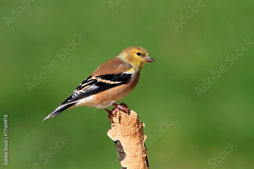 American Goldfinch (Carduelis tristis) on a perch
