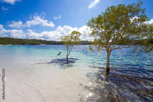 Fraser island lake Mckenzie photo