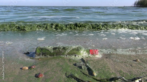 polluted sea bay green waves with algae and bottle