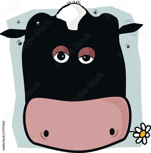Cow chewing a daisy