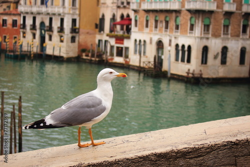 venezia photo