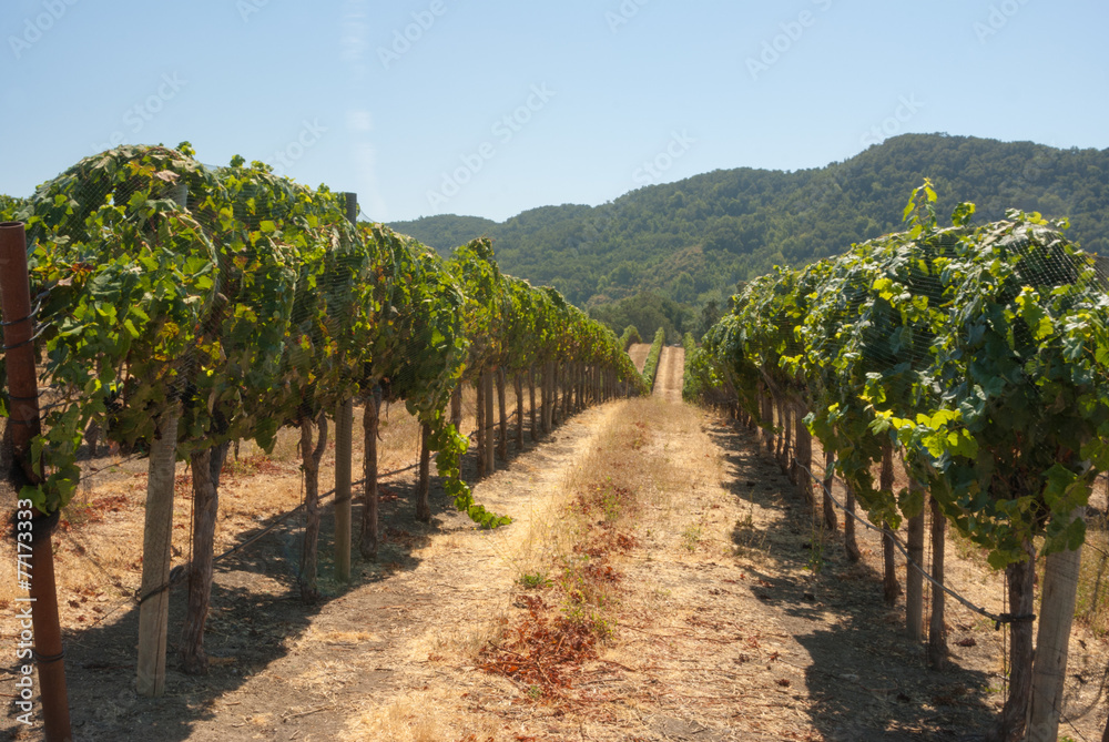 Lush green vineyards of California