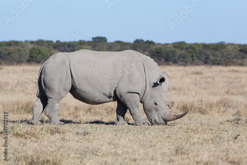 grassing white rhino