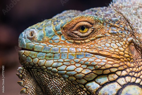 Green iguana  Iguana iguana 