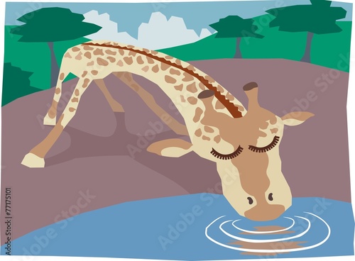 Giraffe Drinking