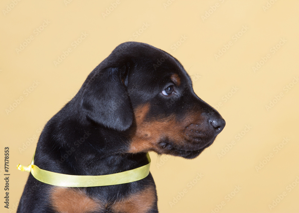 Puppy with yellow belt on yellow background
