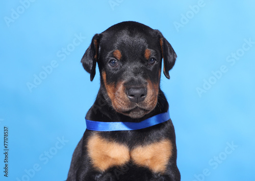 Portrait of Puppy with blue belt  on blue background © PaulShlykov
