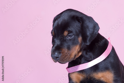 Portrait of Puppy with pink belt on pink background