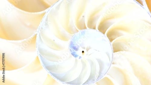 Video Nautilus in Drehbewegung, HD, 60 fps