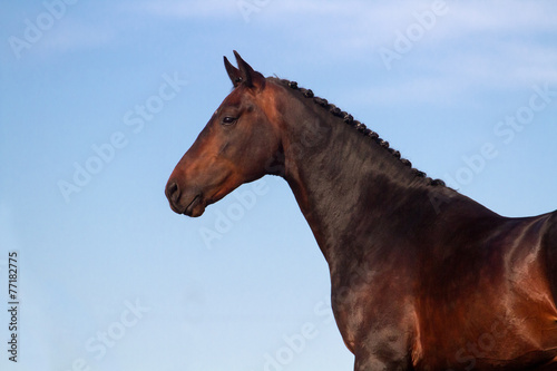  Horse portrait against blue sky