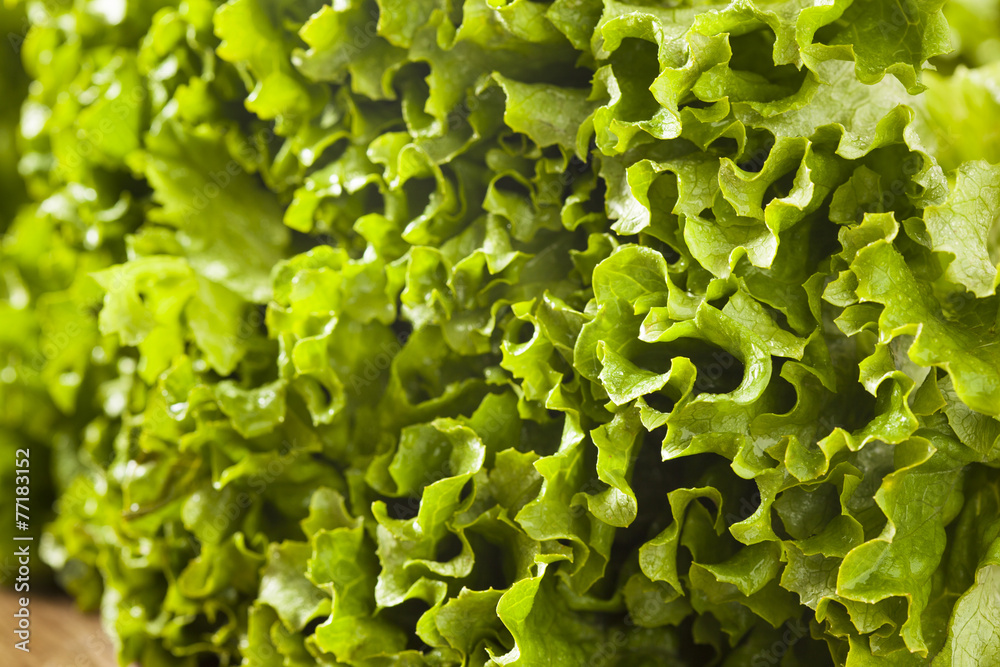 Fresh Healthy Organic Green Leaf Lettuce Fresh Healthy Organic Green Leaf Lettuce