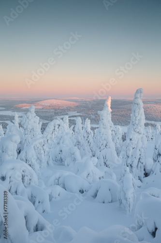 Early pink morning light over the snow trees at lapland
