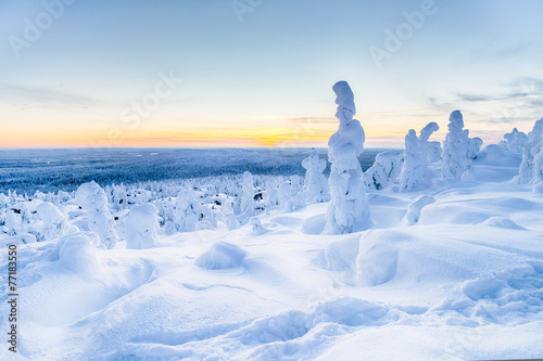 Trees covered with snow at lapland Finland HDR photo