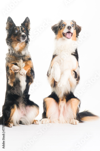 Fototapeta Naklejka Na Ścianę i Meble -  Tricks mit Hunden