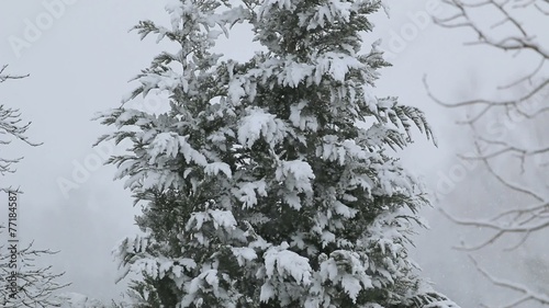 Winterlandschaft mit Tannenbaum und Schnee photo