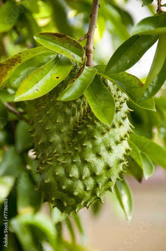 Soursop
