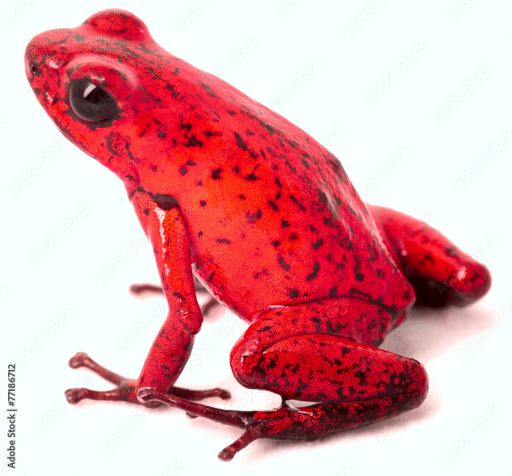 Obraz premium czerwona żaba strzałka trucizna