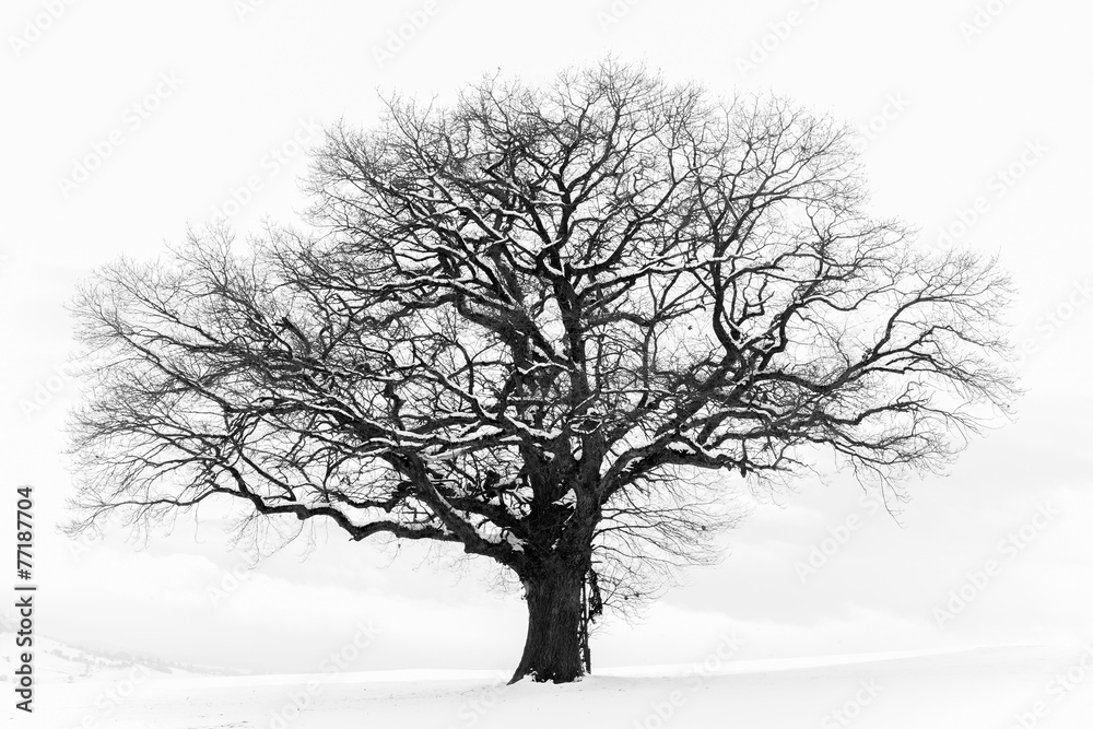 Fototapeta premium The Lonely Winter Tree