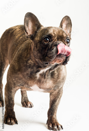 Fototapeta Naklejka Na Ścianę i Meble -  Französische Bulldogge