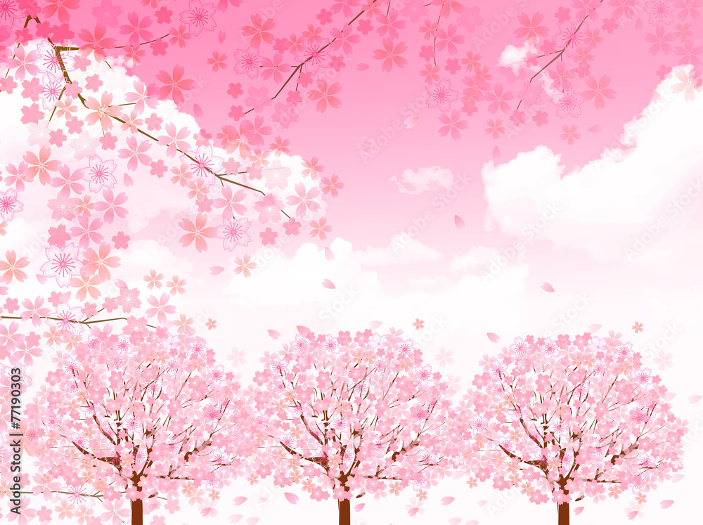 桜 花 背景 桜 花 背景