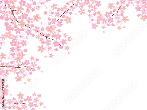 桜　花　背景