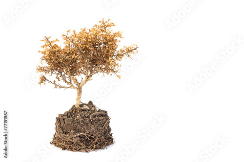 Dried plant isolated on white background