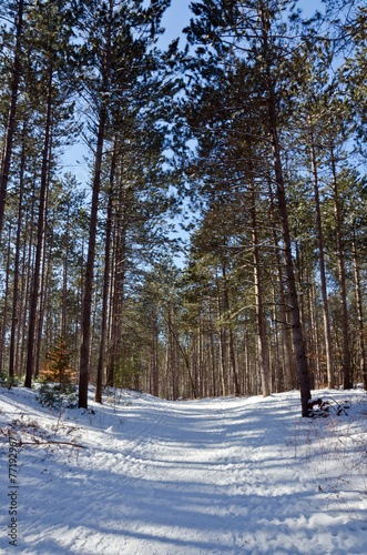 Wallpaper Mural Canadian forest Torontodigital.ca