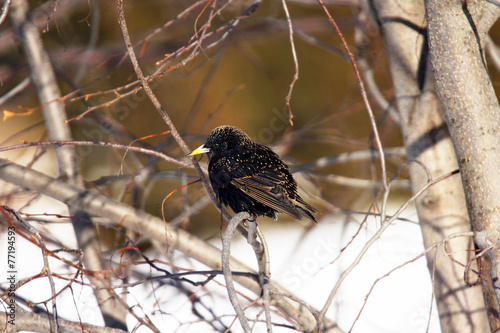 European starling