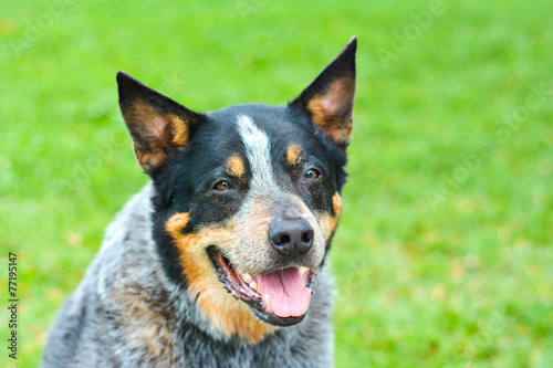 Fototapeta Naklejka Na Ścianę i Meble -  Australian cattle dog