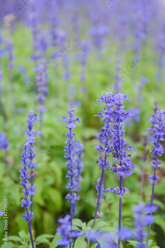 beautiful blooming in flora park